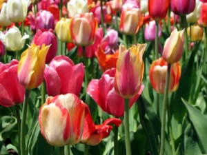 Primavera
