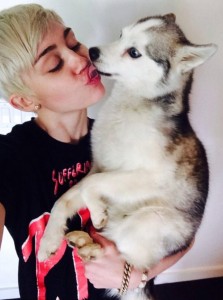 Floyd el perro de Miley Cyrus en una foto del twitter de Miley Cyrus