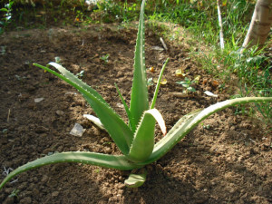 Aloe_vera_plant