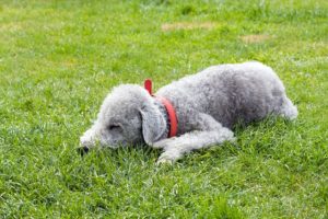 Perro bedlington terrier (Pixabay / Autor: ©Kaz)