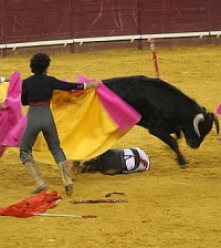 Toros (Foto Tusmedios.es)